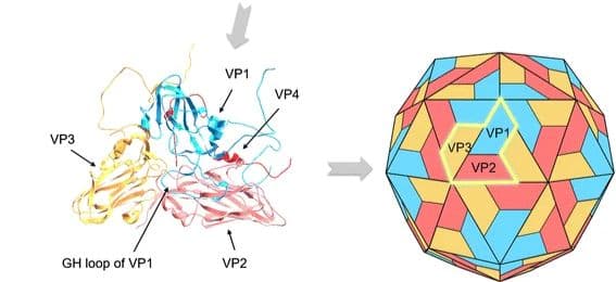 Capside icosaédrique du virus de la fièvre aphteuse